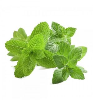 Poleo Menta natural realón tropical